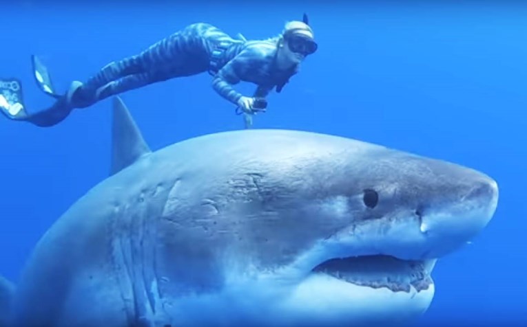 VIDEO Na Havajima plivali uz najveću veliku bijelu psinu na svijetu i preživjeli